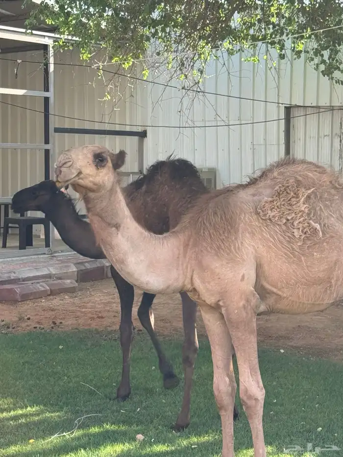 حوار ابوه فحل معروف 3