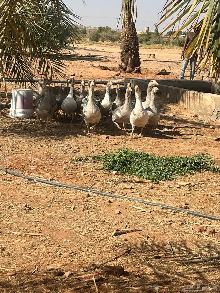 وز هجين عراقي 1