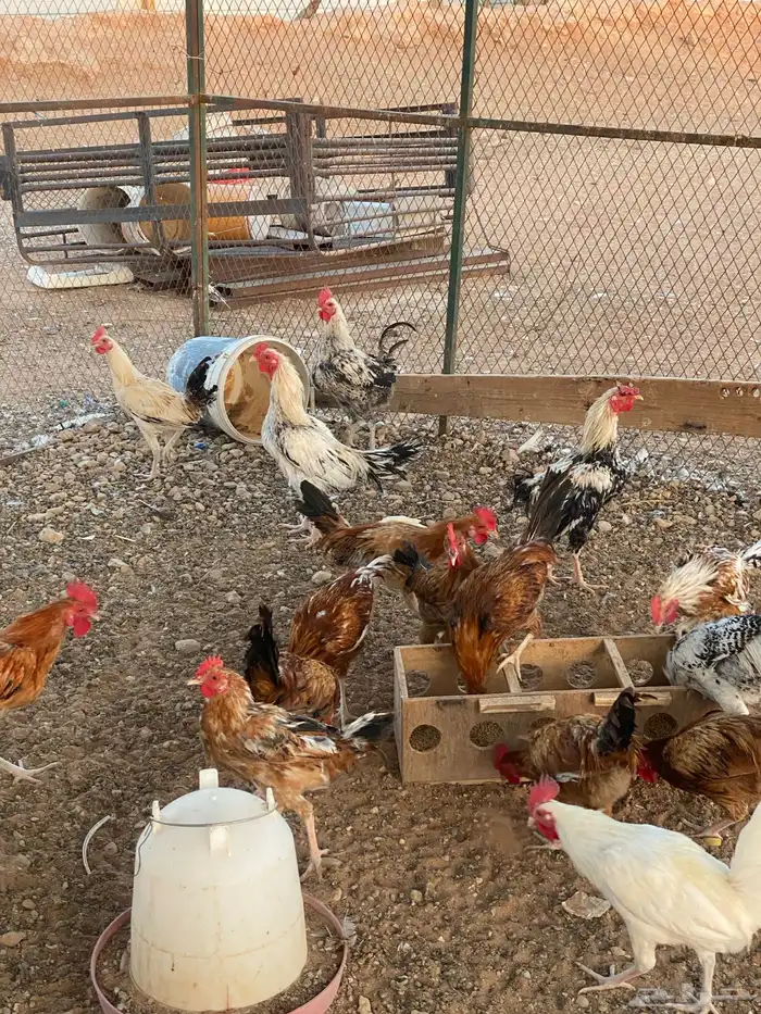 ديوك بلدي 14