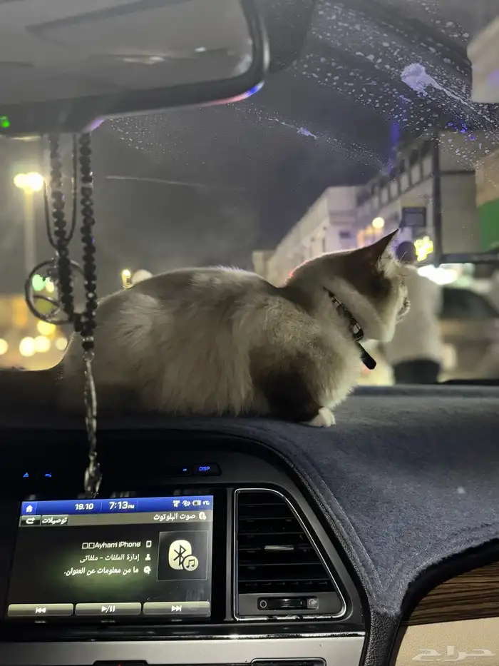 قطة راغدول للبيع 2