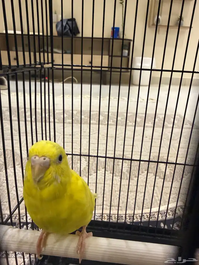 طيور زينه للتربيه 3