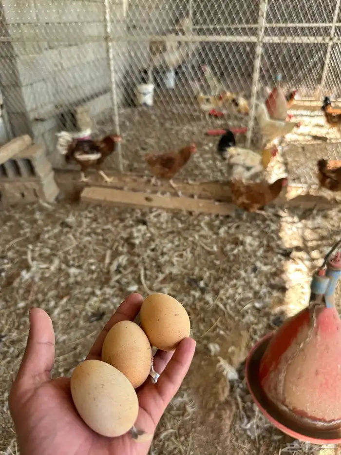 دجاج لوهمان براون منتج 2