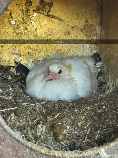 4 اجواز و فردتين مهجن بلدي على فرنسي index