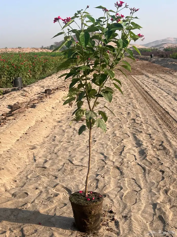 جتروفه مركن 20 0