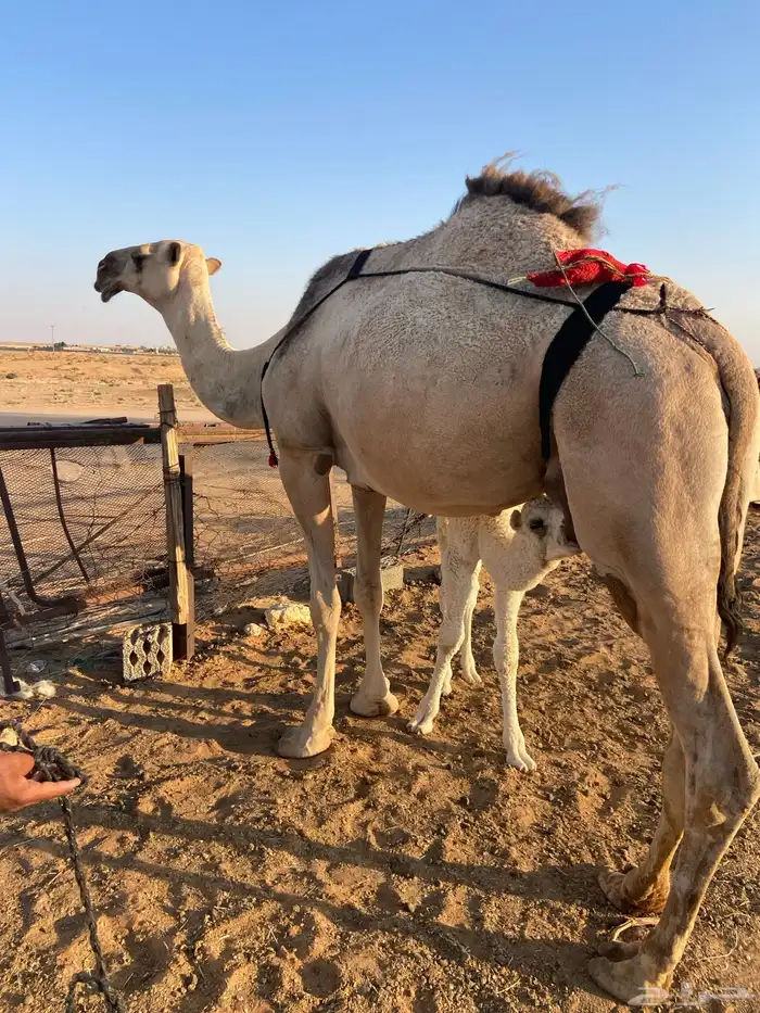 خلفه تحتها قعود سنها رباع هديه برباط 0