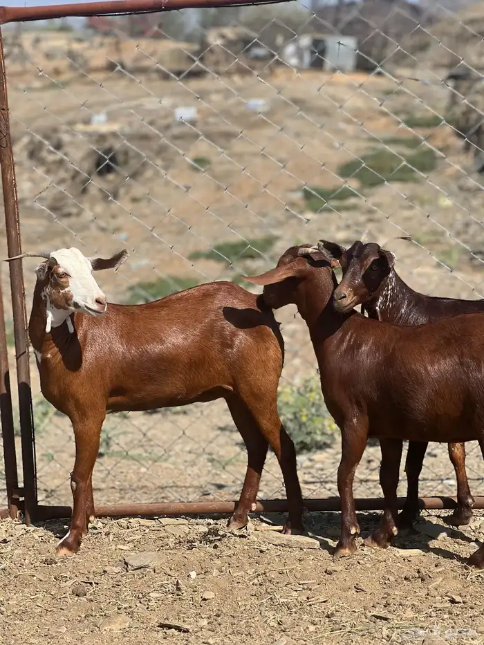 تأسيس مراح دهم الدهم 5