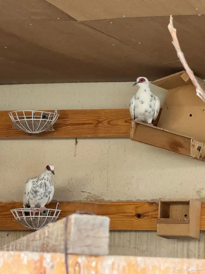 افريقي ابوجفون ابرق 0