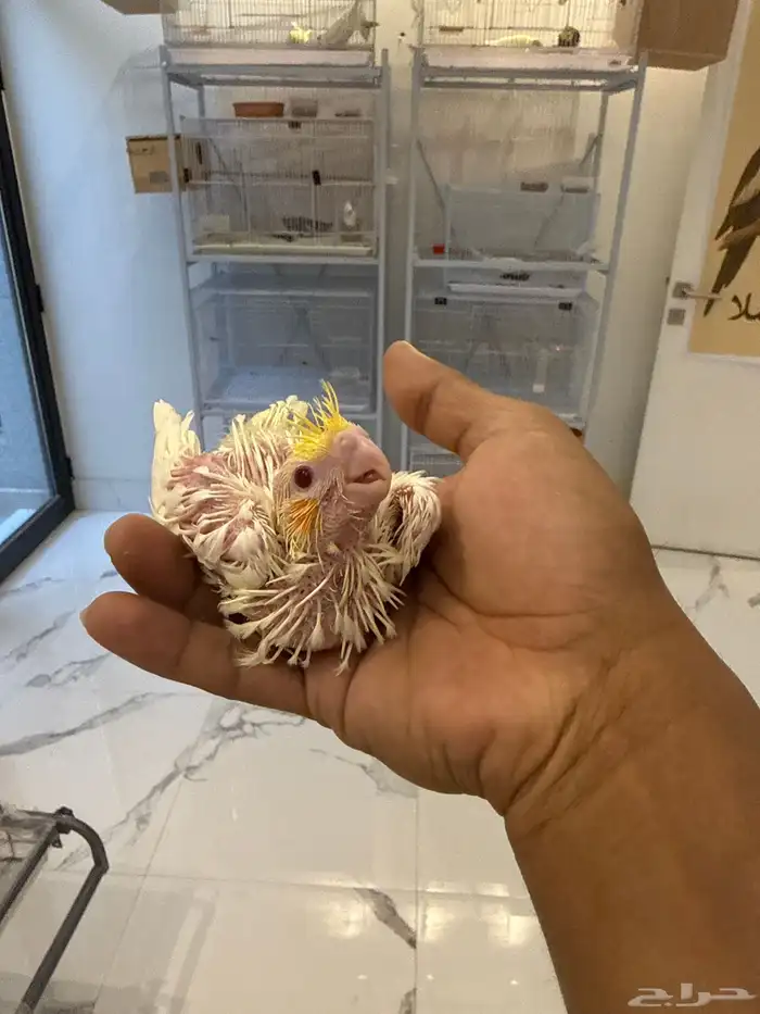 خروخ كروان لاتينو 3