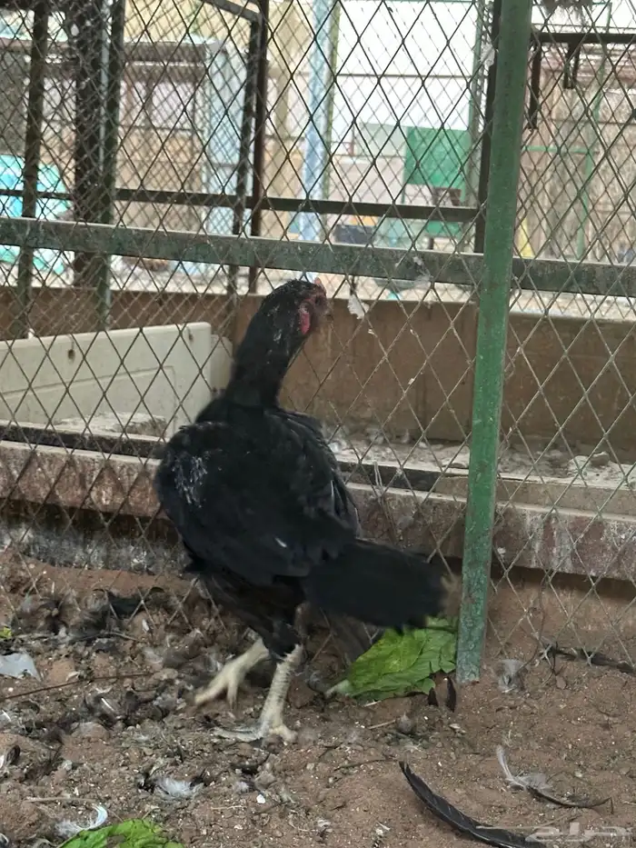 اطقم دجاج شامو - مستوى تب 14