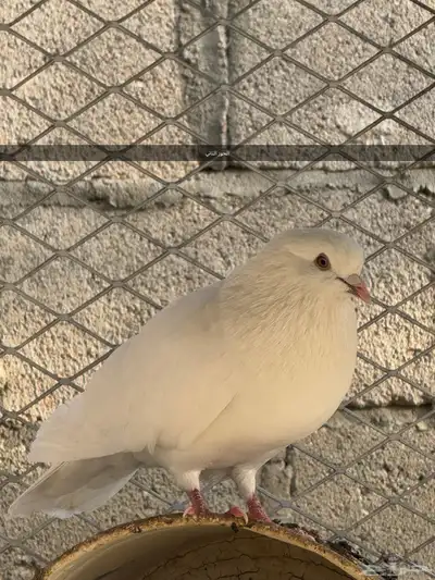 4 اجواز و فردتين مهجن بلدي على فرنسي index