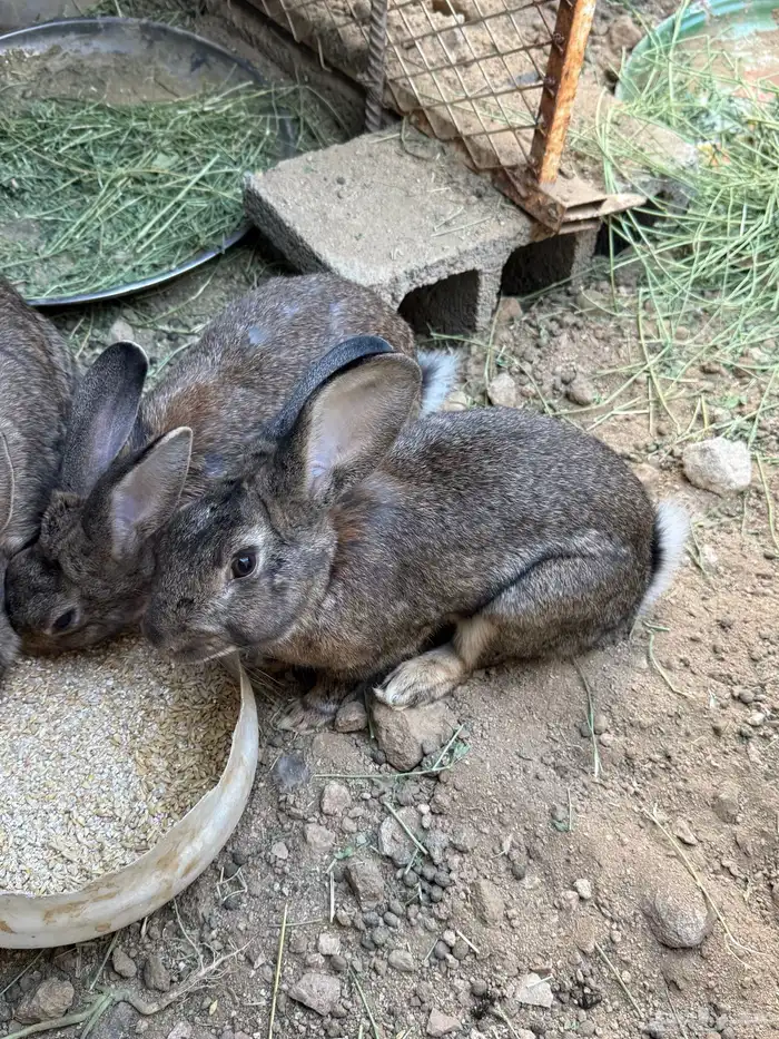 ثلاثة ذكور إيطالي 1