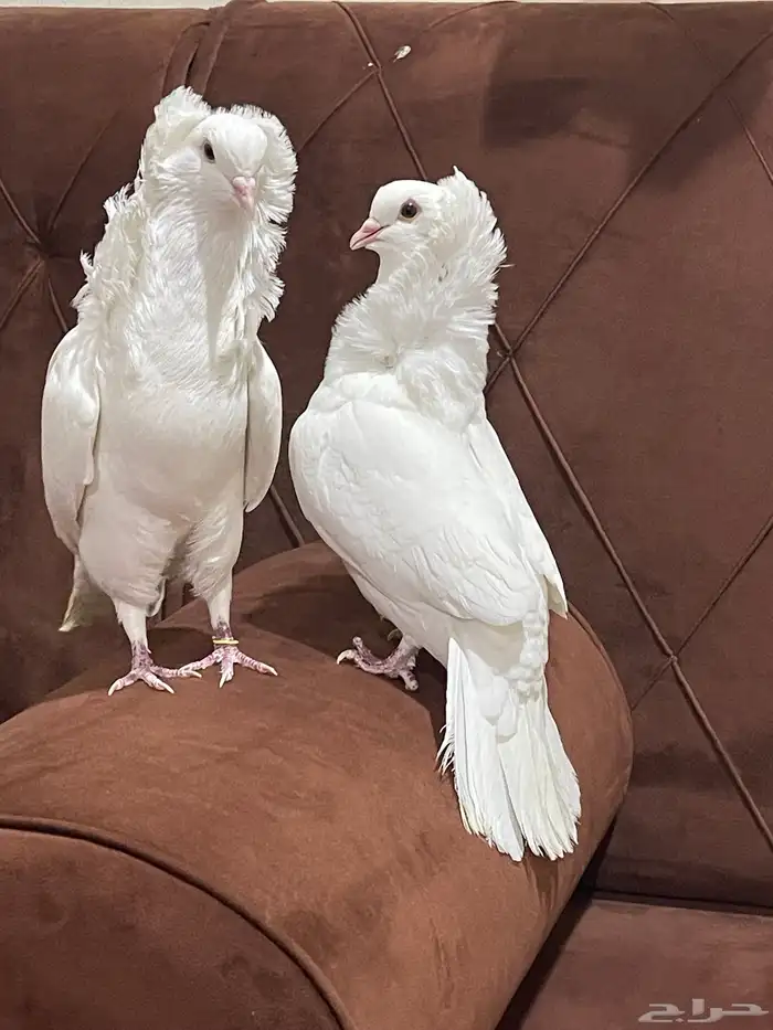 حمام بلجيكي 0