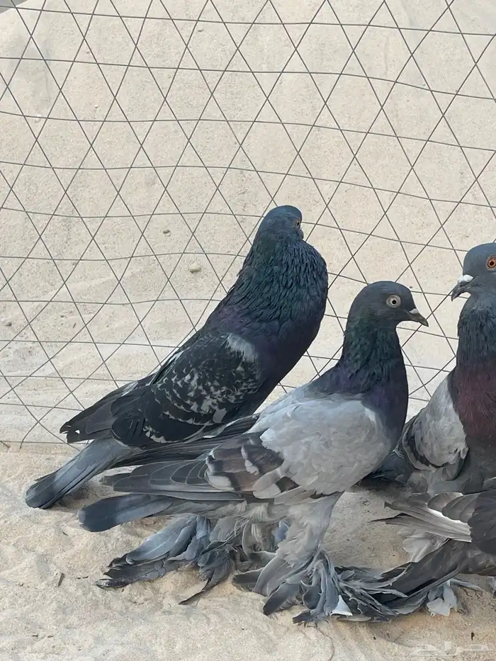حمام نفاخ 0