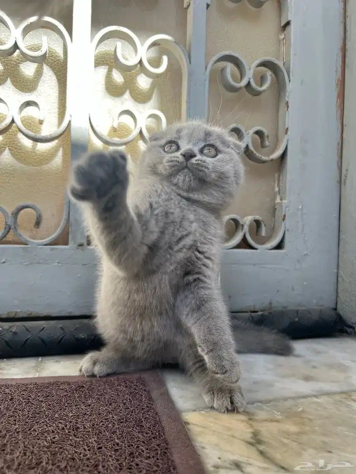 scottish fold kitten 8