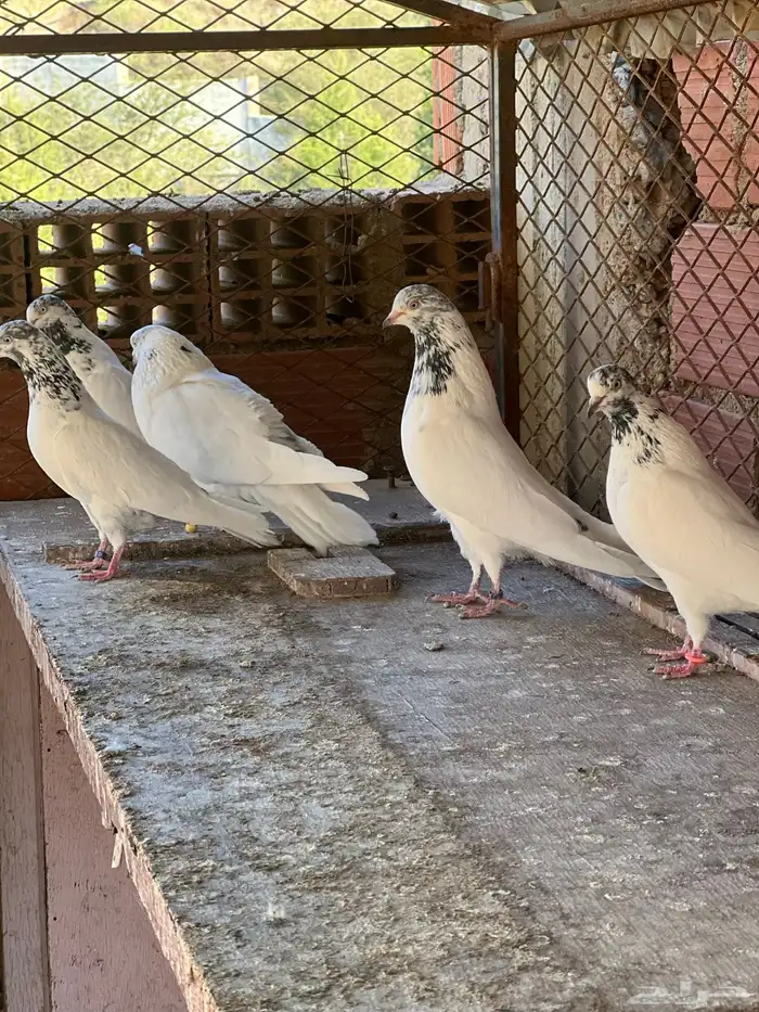 حمام بكستاني جناسر فواخر 1