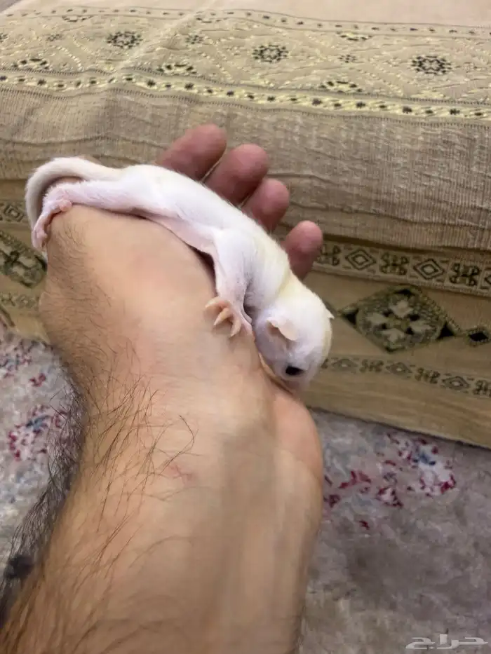 سنجاب شوقر قلايدر او الطائر 6