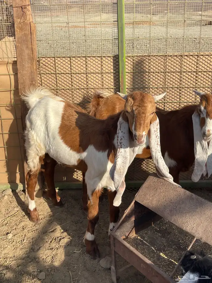 ذبايح حريه فاخره مع خدمة الذبح والتوصيل 6