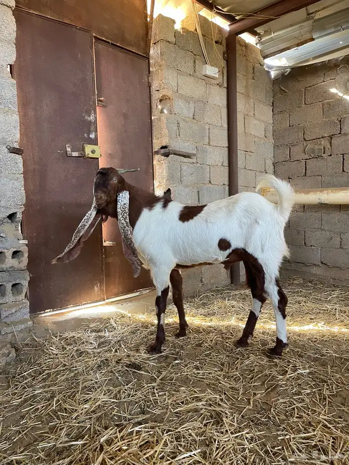 تيس هوالندي واي فاي 0