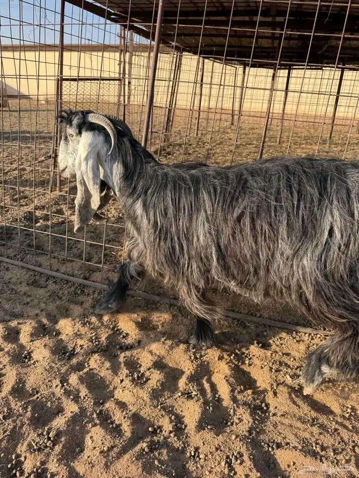 عنز توها مقروعه سنها تو مربع السعي على المشتري 2