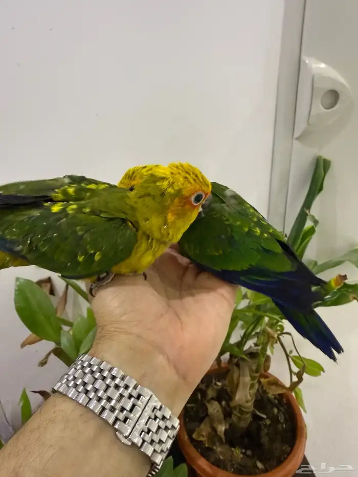 فروخ صن كنيور بي 700 للفرخ 2