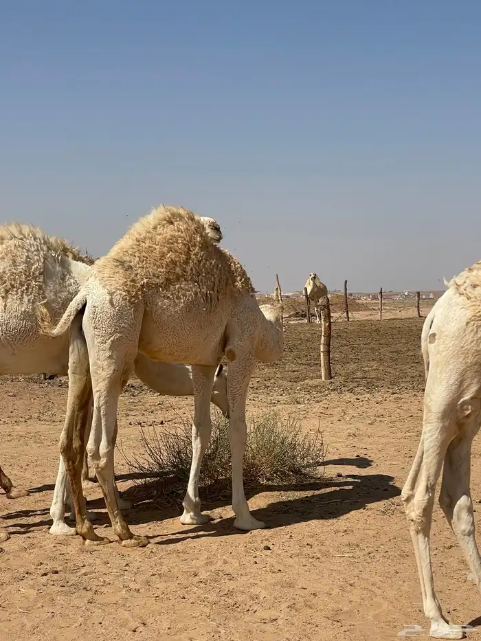 حشو حليب مغلقة 1