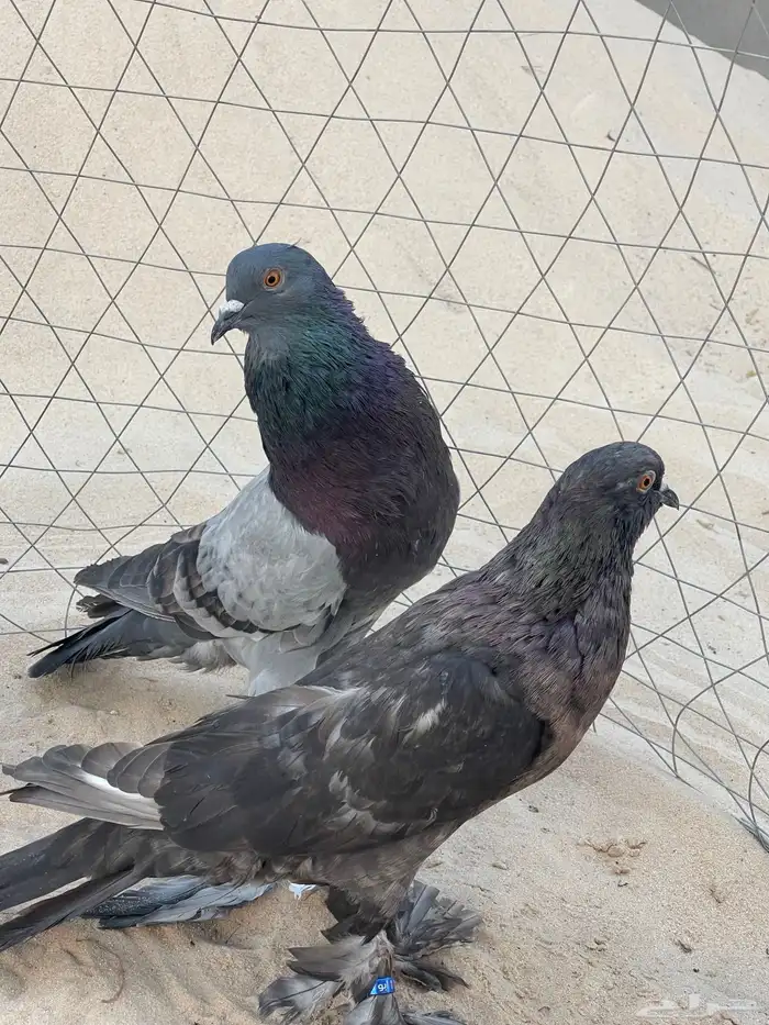 حمام نفاخ 4