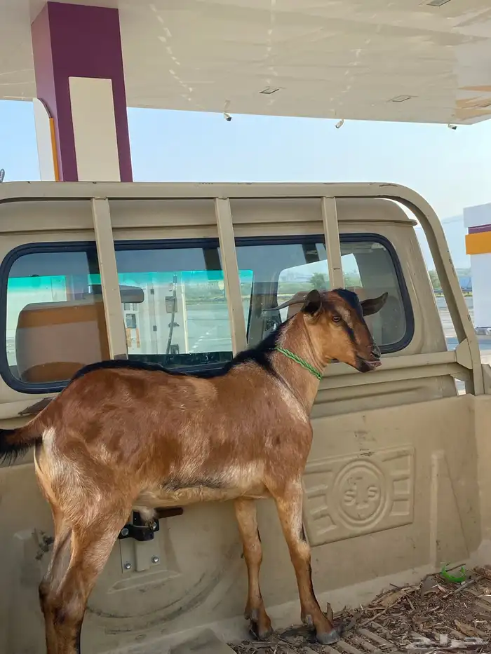 مشروع فحل 1