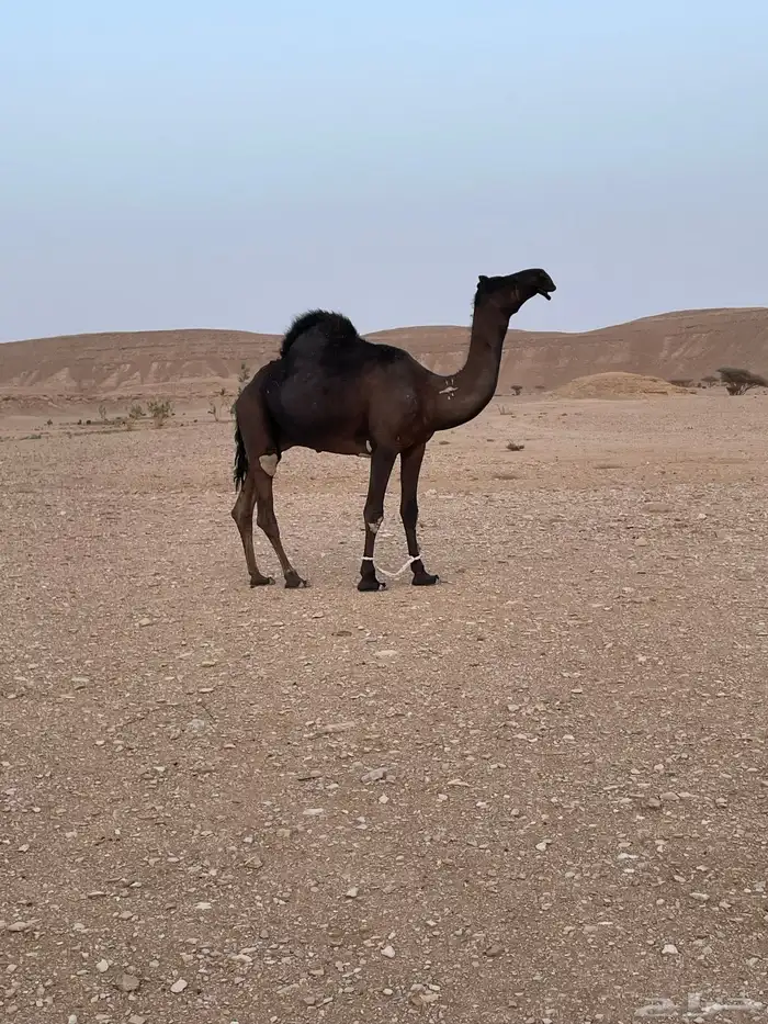ابل 3