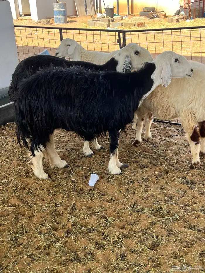 تم البيع نعجة مضرع 0