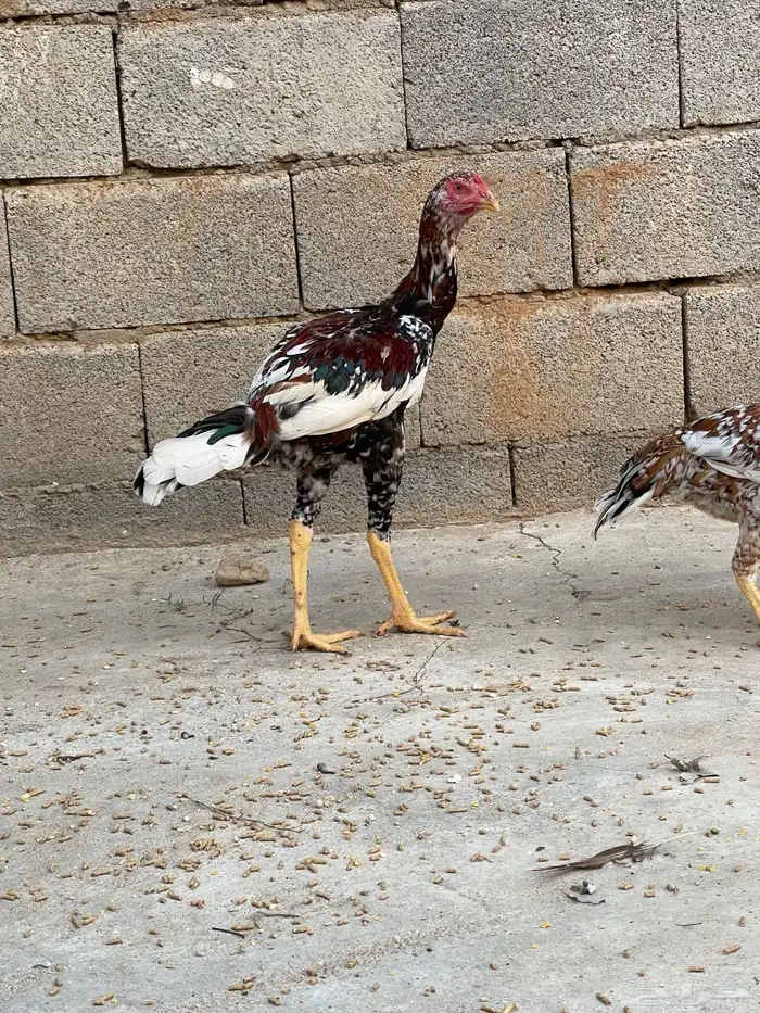 دجاج سندي للبيع 4