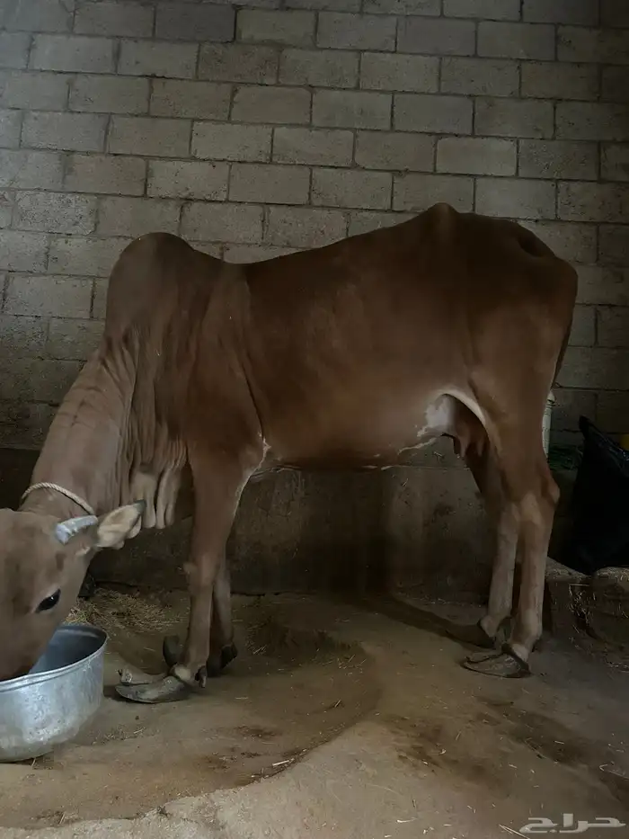 بقره للبيع 10