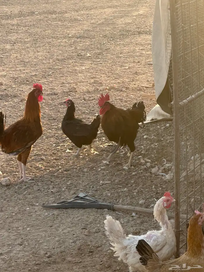 دجاج للبيع 5