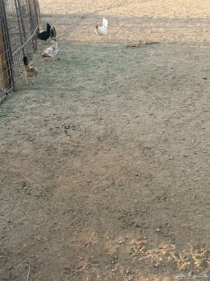 دجاج للبيع 4