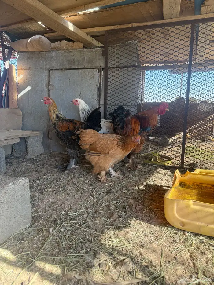 دجاج 0