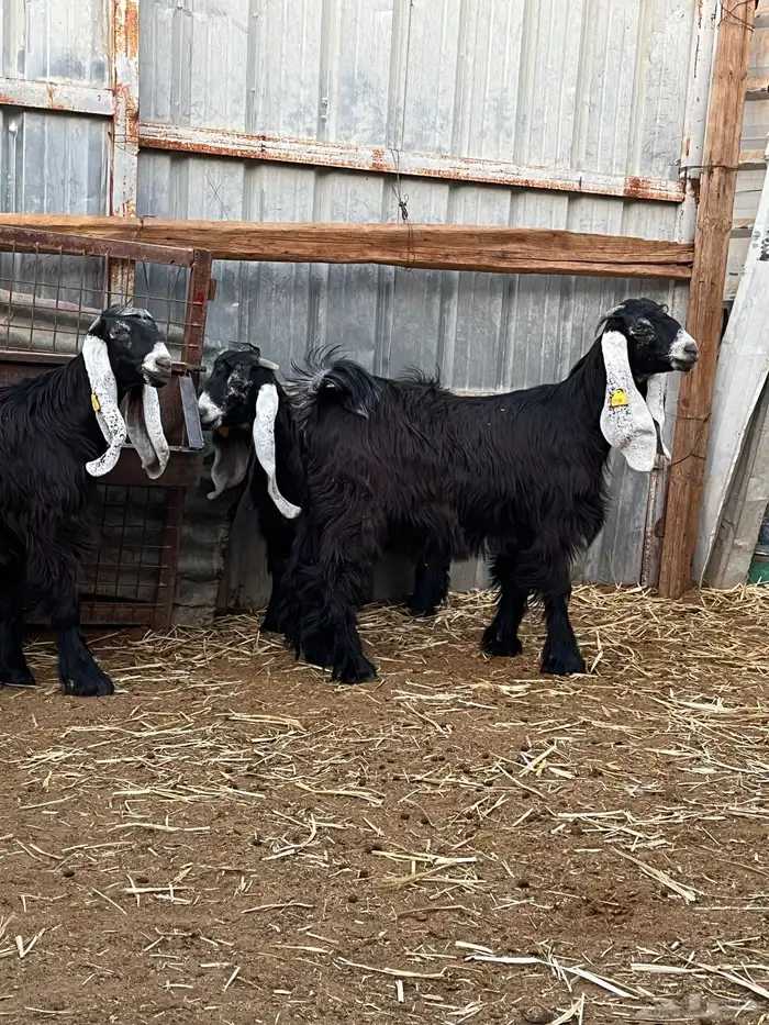 جفار عارضيات وفحل 0