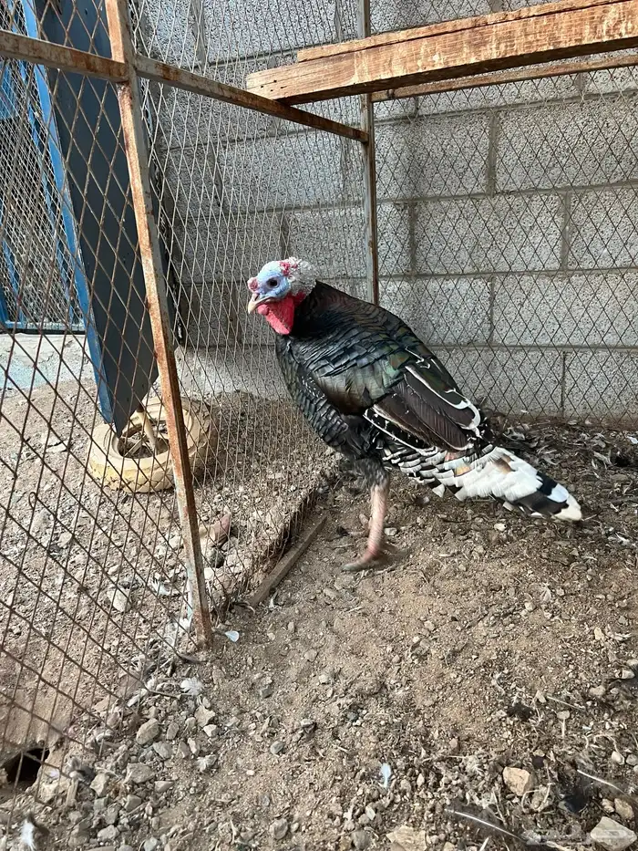 ديك رومي(تم البيع) 3