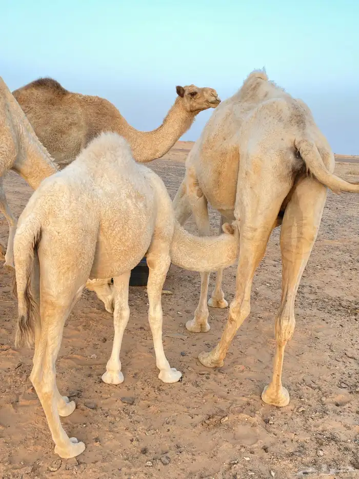 بكره مخلوله ترضع أمه 1