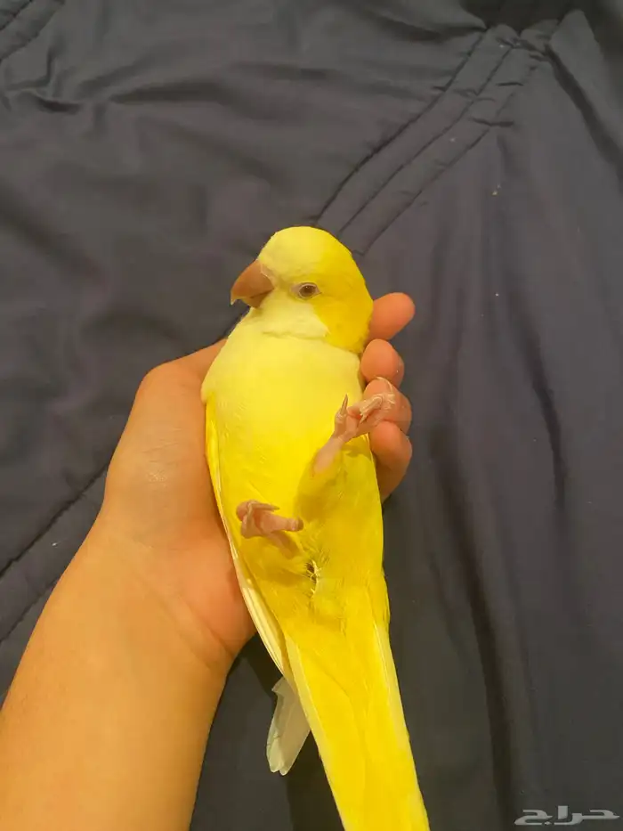 ببغاء كويكر لاتينو 4