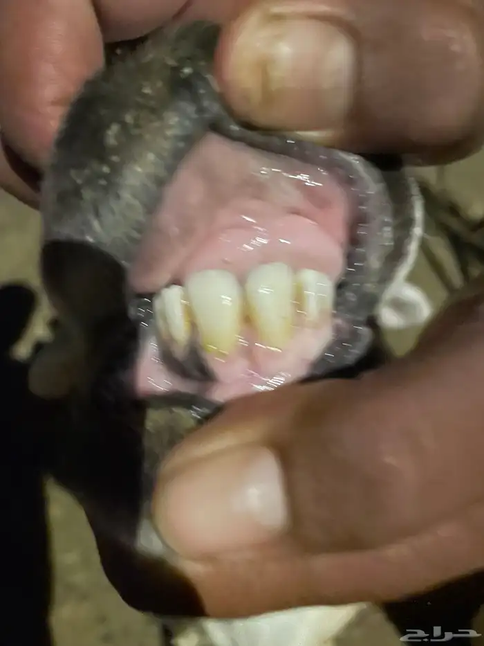 خروف فحل حري للبيع السن ثاني 2