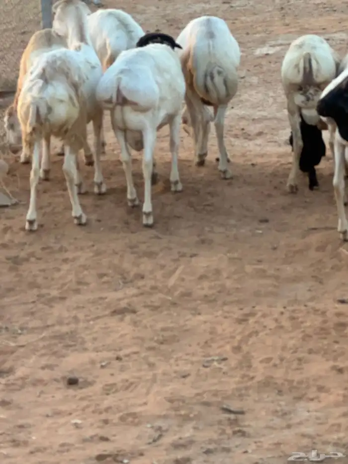 تيوس بيشيه عمر 4 شهور مرابي 10