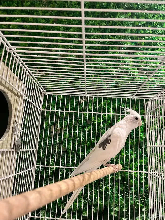 جوز كروان بصمة - بايد بيرل تم البيع خارج الموقع 4