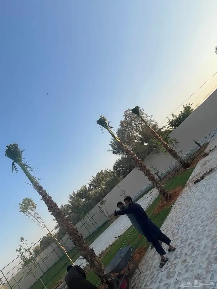 نخيل واشنطويا للبيع 0