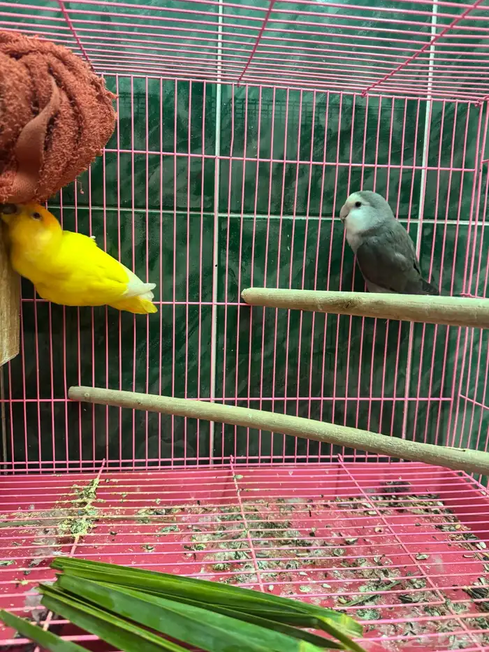 جوز روز منتج 1