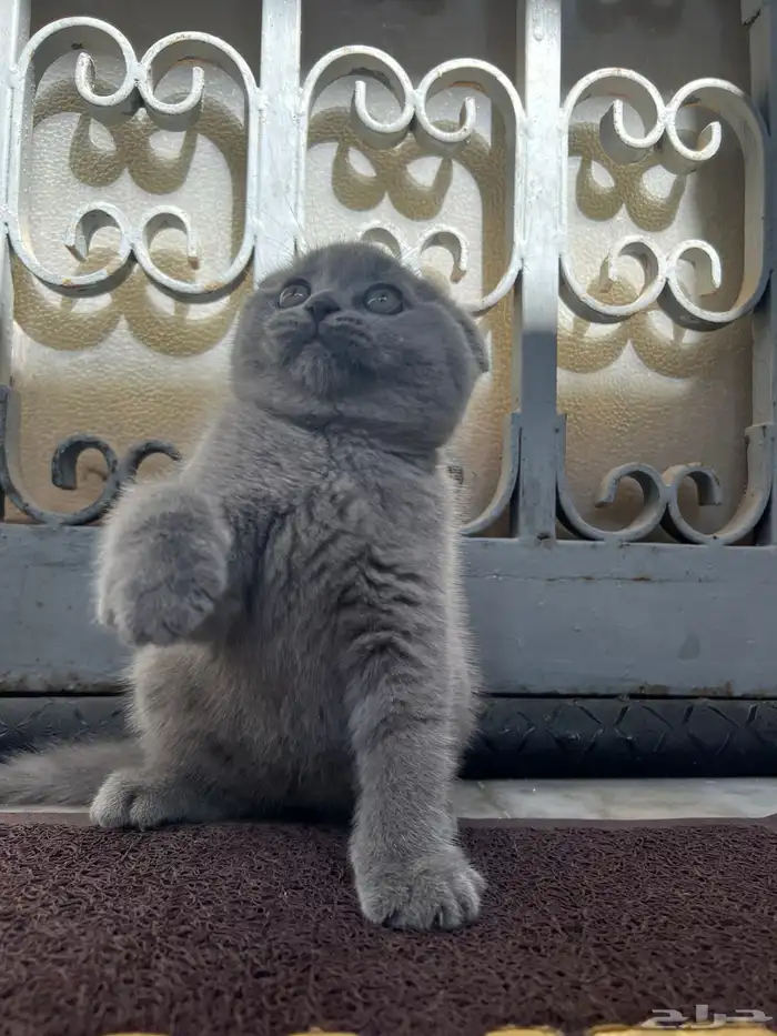 scottish fold kitten 13