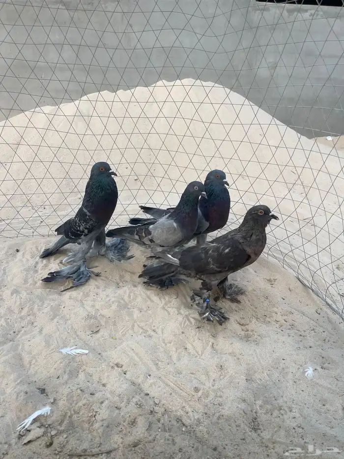 حمام نفاخ 5