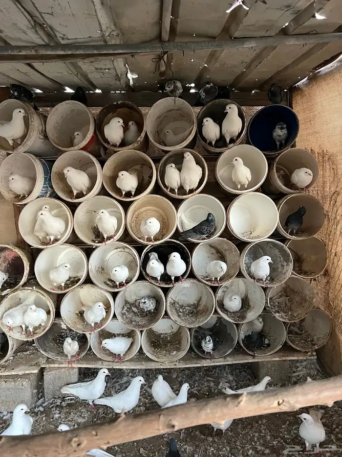 يوجد حمام فرنسي جامبو 0