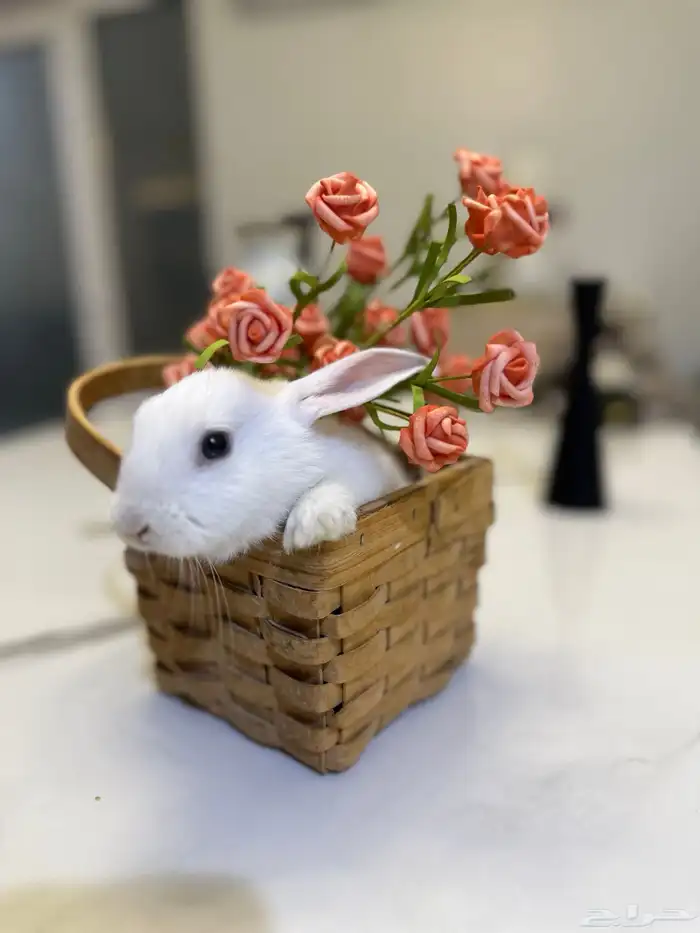ارنب للبيع 1