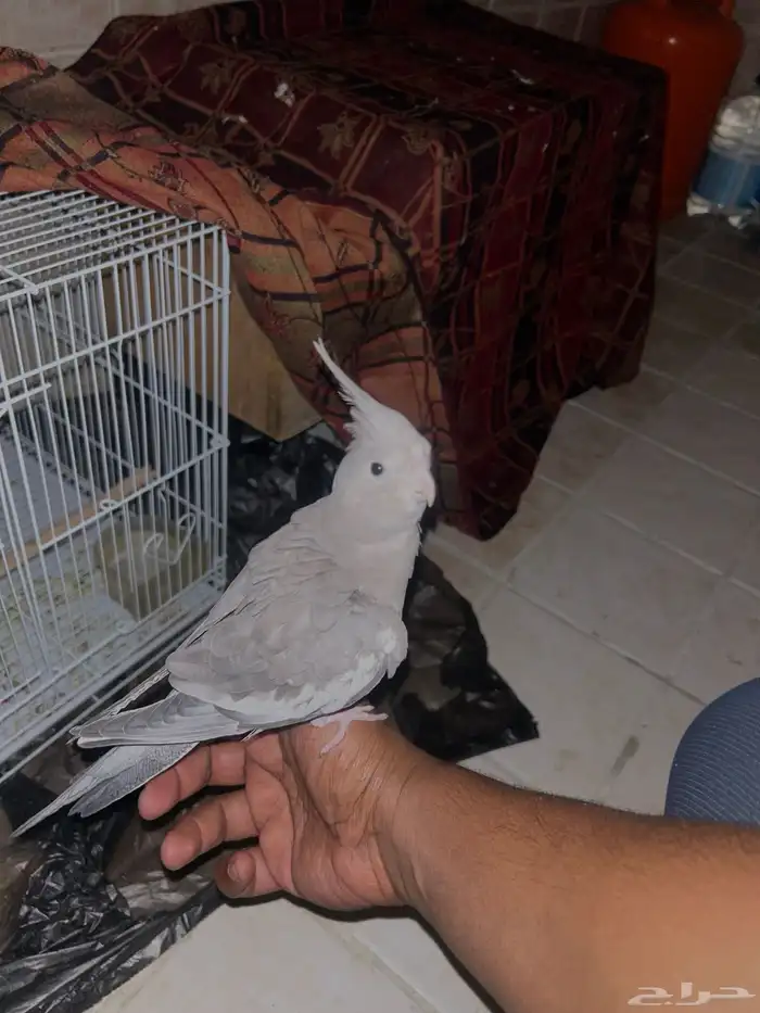 كروان هولندي هدد 0
