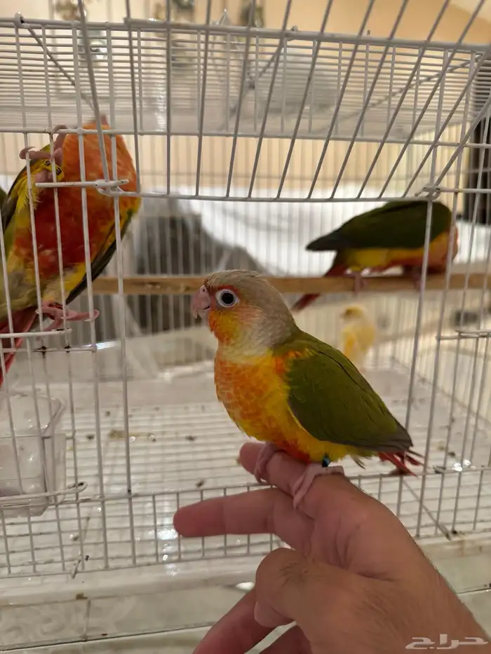 للبيع فروخ سينامون رد فاكتور 2