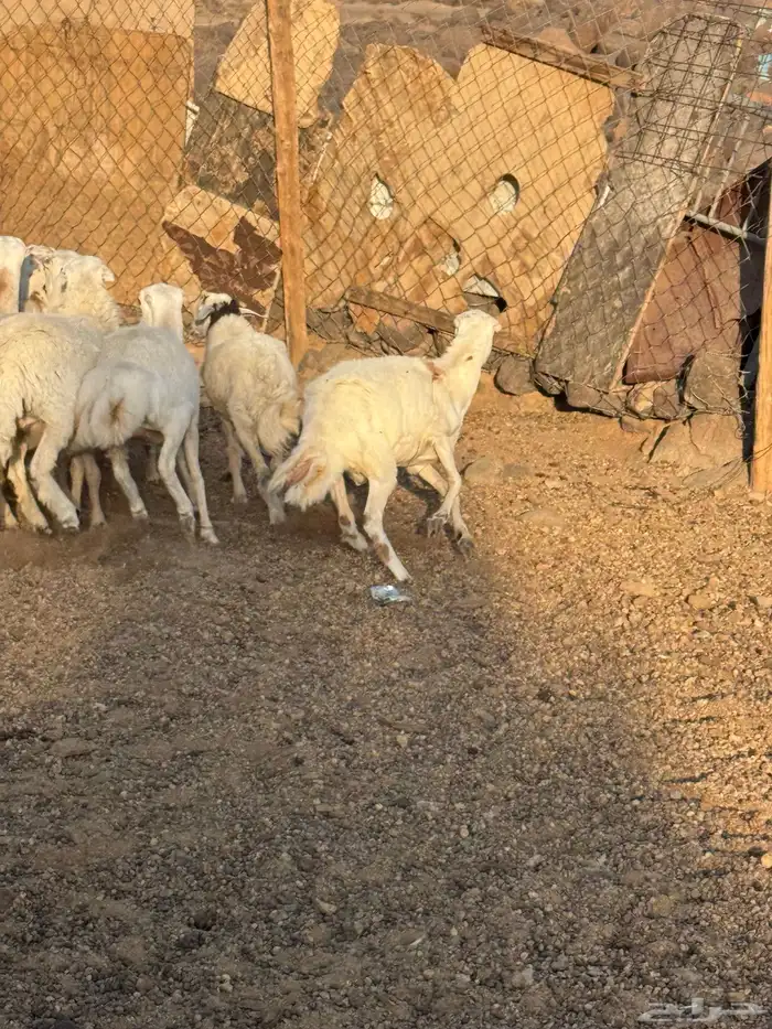 رخال رفيد 3